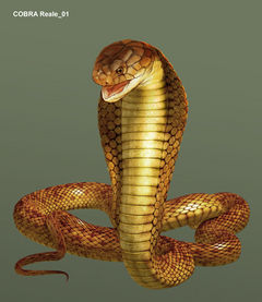 Immagine profilo di cobra-verde